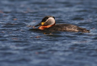 Grhakedopping [Red-necked Grebe] (IMG_1223)