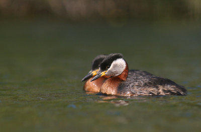 Grhakedopping [Red-necked Grebe] (IMG_1257)