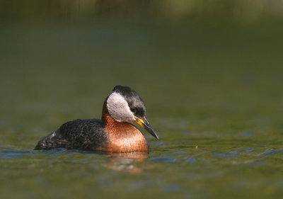 Grhakedopping [Red-necked Grebe] (IMG_1260)