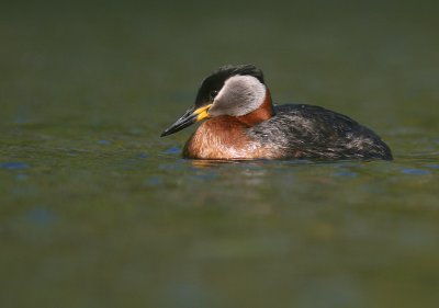 Grhakedopping [Red-necked Grebe] (IMG_1263)