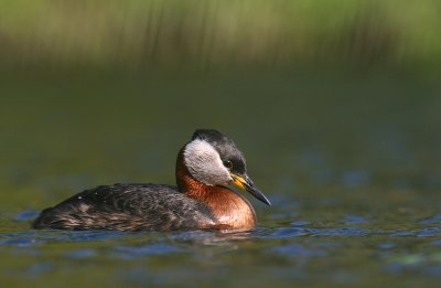 Grhakedopping [Red-necked Grebe] (IMG_1266)