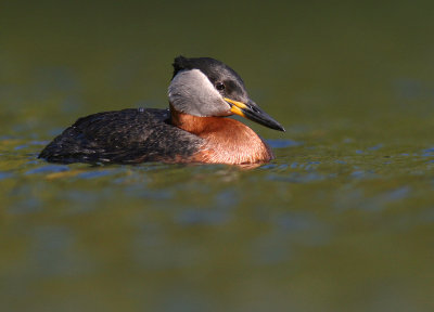 Grhakedopping [Red-necked Grebe] (IMG_1270)