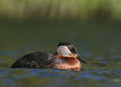 Grhakedopping [Red-necked Grebe] (IMG_1275)
