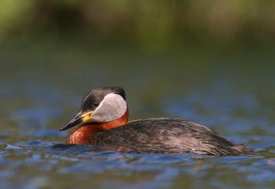 Grhakedopping [Red-necked Grebe] (IMG_1287)