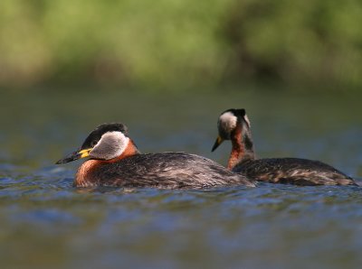 Grhakedopping [Red-necked Grebe] (IMG_1294)