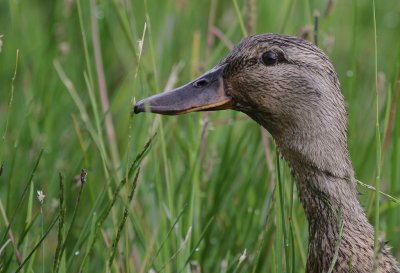 Grsand [Mallard] (IMG_6610)