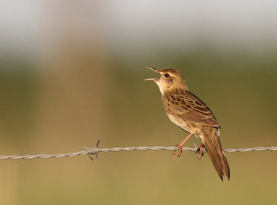 Grshoppsngare [C Grasshopper Warbler] (IMG_3998)