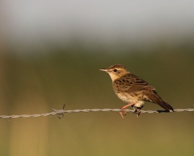 Grshoppsngare [C Grasshopper Warbler] (IMG_4020)