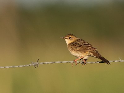 Grshoppsngare [C Grasshopper Warbler] (IMG_4035)