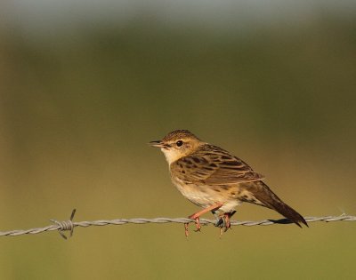 Grshoppsngare [C Grasshopper Warbler] (IMG_4036)