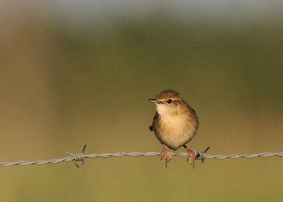 Grshoppsngare [C Grasshopper Warbler] (IMG_4044)