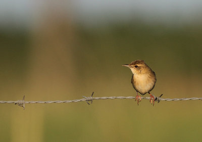 Grshoppsngare [C Grasshopper Warbler] (IMG_4046)
