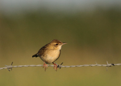 Grshoppsngare [C Grasshopper Warbler] (IMG_4051)