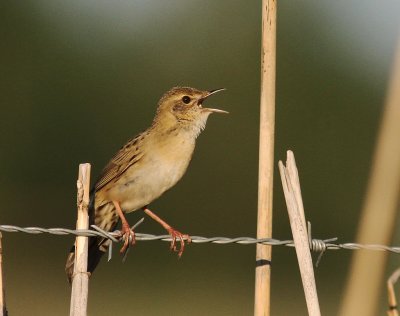 Grshoppsngare [C Grasshopper Warbler] (IMG_4097)