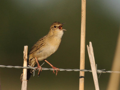 Grshoppsngare [C Grasshopper Warbler] (IMG_4102)