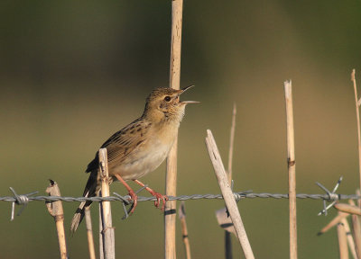 Grshoppsngare [C Grasshopper Warbler] (IMG_4108)