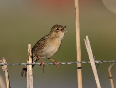 Grshoppsngare [C Grasshopper Warbler] (IMG_4125)
