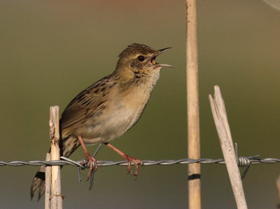 Grshoppsngare [C Grasshopper Warbler] (IMG_4134)