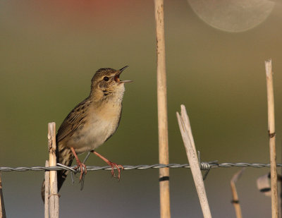 Grshoppsngare [C Grasshopper Warbler] (IMG_4139)