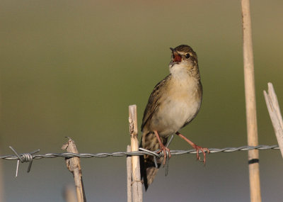 Grshoppsngare [C Grasshopper Warbler] (IMG_4158)