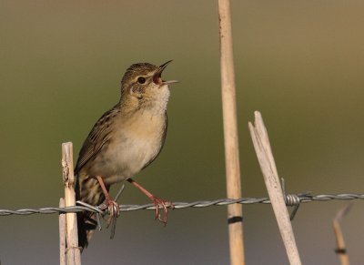 Grshoppsngare [C Grasshopper Warbler] (IMG_4168)
