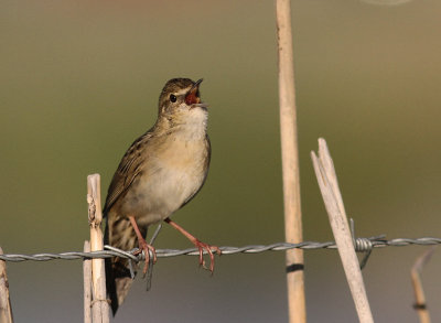 Grshoppsngare [C Grasshopper Warbler] (IMG_4173)