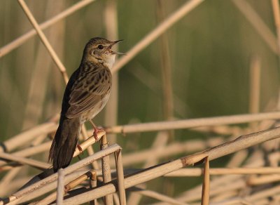 Grshoppsngare [C Grasshopper Warbler] (IMG_4212)