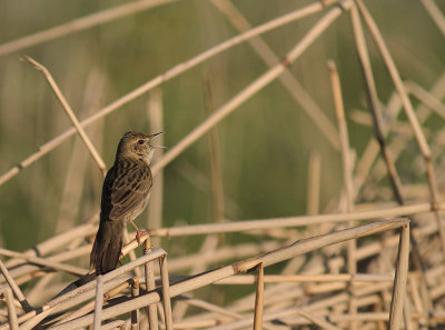 Grshoppsngare [C Grasshopper Warbler] (IMG_4214)