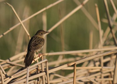 Grshoppsngare [C Grasshopper Warbler] (IMG_4225)