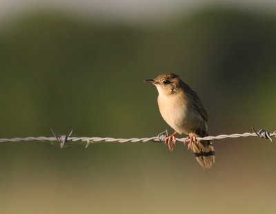Grshoppsngare [C Grasshopper Warbler] (IMG_4258)