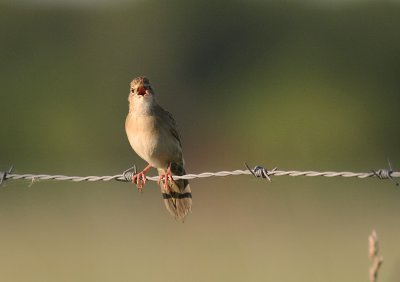 Grshoppsngare [C Grasshopper Warbler] (IMG_4267)