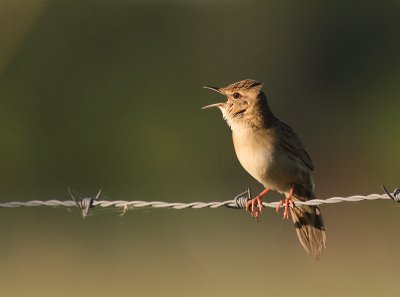 Grshoppsngare [C Grasshopper Warbler] (IMG_4274)