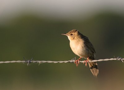 Grshoppsngare [C Grasshopper Warbler] (IMG_4302)