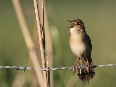 Grshoppsngare [C Grasshopper Warbler] (IMG_4305)