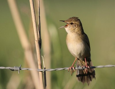 Grshoppsngare [C Grasshopper Warbler] (IMG_4312)
