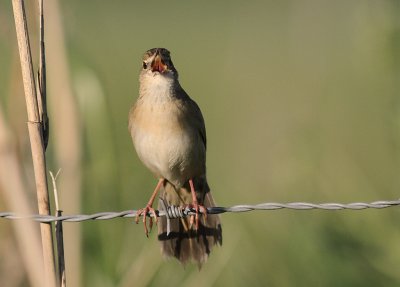 Grshoppsngare [C Grasshopper Warbler] (IMG_4313)