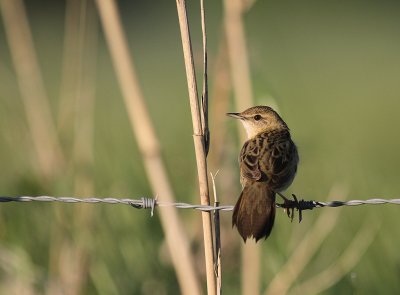 Grshoppsngare [C Grasshopper Warbler] (IMG_4327)