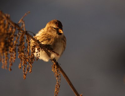 Grsiska [Common Redpoll] (IMG_7602)