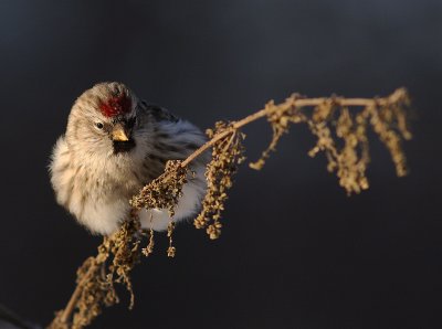 Grsiska [Common Redpoll] (IMG_7663)