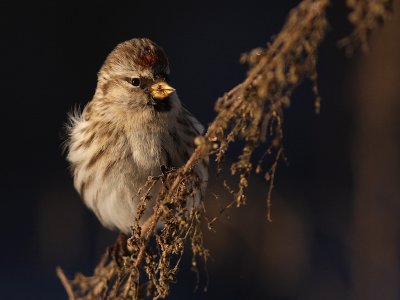 Grsiska [Common Redpoll] (IMG_7702)