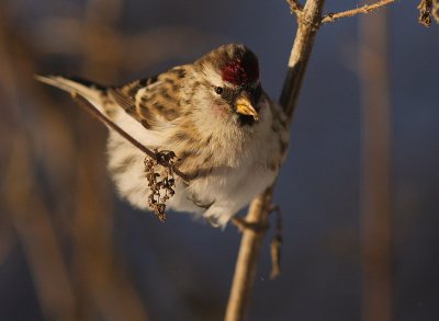 Grsiska [Common Redpoll] (IMG_7723)