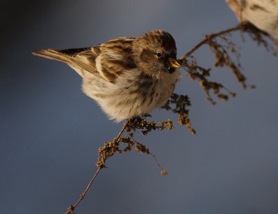 Grsiska [Common Redpoll] (IMG_7767)