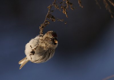 Grsiska [Common Redpoll] (IMG_7772)