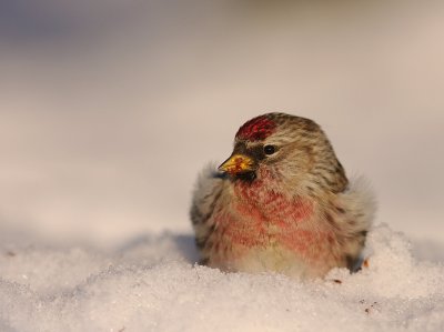 Grsiska [Common Redpoll] (IMG_8585)