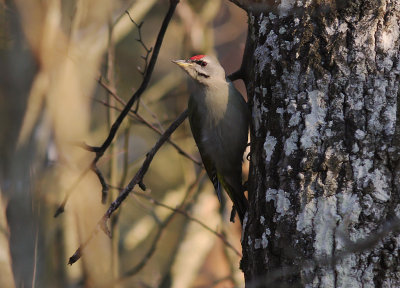 Grspett [Grey-headed Woodpecker] (IMG_0614)