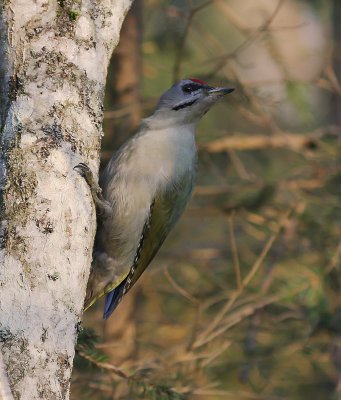Grspett [Grey-headed Woodpecker] (IMG_0670)