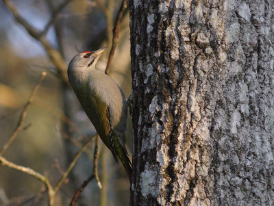 Grspett [Grey-headed Woodpecker] (IMG_0689)