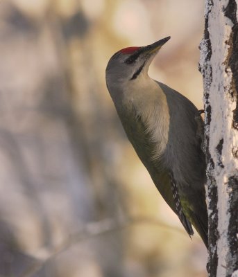 Grspett [Grey-headed Woodpecker] (IMG_1110)