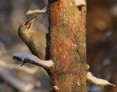 Grspett [Grey-headed Woodpecker] (IMG_1173)