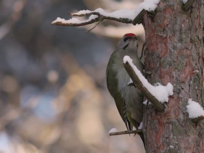 Grspett [Grey-headed Woodpecker] (IMG_1211)